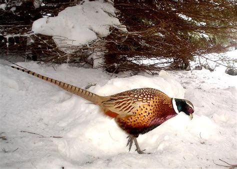 Pheasant hunting forum - Hunting Forums. Game Birds . South Dakota Pheasants. Thread starter 160andup; Start date Jul 30, 2023; 1; 2; 3; Next. 1 of 3 Go to page. Go. Next Last. Jul 30, 2023 #1 160andup Lil-Rokslider ... Pheasant hunting is easy if you have good private land to hunt. Even if you go DIY public land style it’s not overly difficult especially if you have …